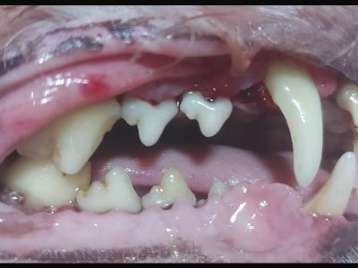 fe893c87-5394-4494-b3fa-82780250ae62